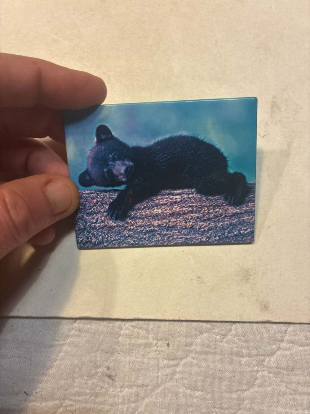 Impact Black Bear Cub Bill Lea Photography Refrigerator Magnet